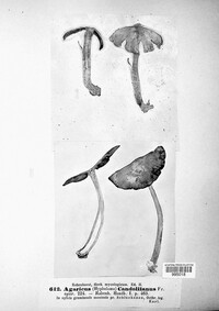 Candolleomyces candolleanus image